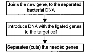 Steps of the genetic engineering process through which new gene become the part of genetic constitution of target cell are given in disorder form. Write them in correct sequence.