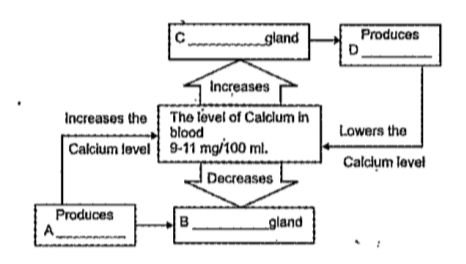 Observe the illustration showing, the maintenance of calcium level in blood and answer the following questions.   Name the hormones A and D