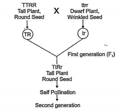 Observe the illustration and answer the questions.   Identify the alleles in the first generation plant related to the trait, tallness.