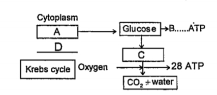 Identify and write the phase of respiration shown in the illustration. Fill in the blanks suitably.