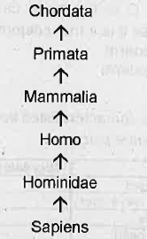 Rearrange the following in the correct taxonomic hierarchical sequence :