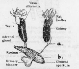 Observe the diagram glven below: Identify and write the peculiarity of the system.