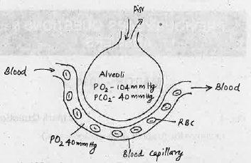 Observe the figure and answer the questions.  b) What happen when partial pressure of oxygen be comes same in the alveoli and alveolar capillary?