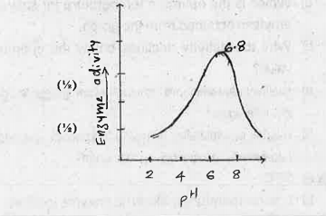 Observe the graph showing the activity of an enzyme influenced by pH.  Name the possible enzyme involved in this reaction.