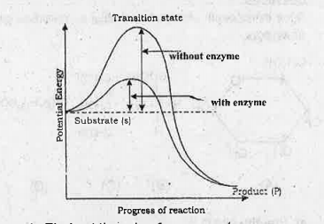 Observe the graph ad answer the following:   Find out the role of enzyme,