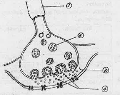 Write the functions of parts 1 and 4. Label the parts 2 and 3 in the following figure showing a synapse.