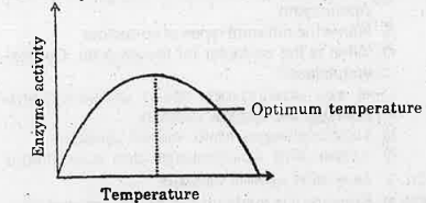 Analyze the graph showing the activity of an enzyme, influenced by temperature.  Why does the enzyme activity decline at too high temperatures?