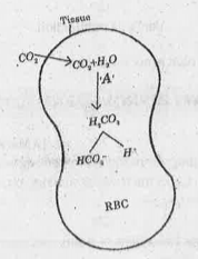 Carbon dioxide transport in the form of bicarbonate lon is picturized below.   Observe the diagram and identify the enzyme