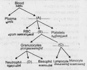 Fill up A, B, C, D and complete the branching chart given below