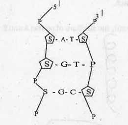 A portion of DNA double helix is given below. Copy the diagram and make correction if any.