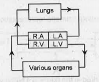 The human blood vascular system is diagrammatically represented below.  . What is the significance of Pulmonary circulation in the cardiac cycle?