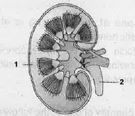 Observe the dlagram and answer the following questions. Name the functional unit of the kidney.