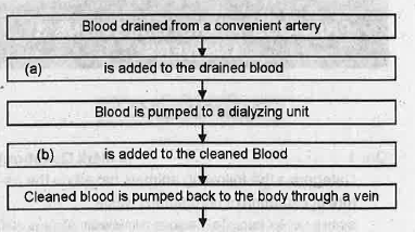 The steps involved in the treatment of a uremic patient is given below.  Name the organ which is under failure