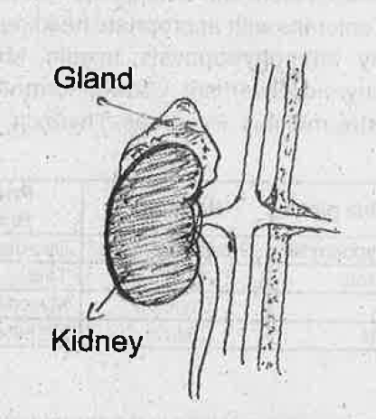 a) Identify the gland in the picture. b) How many layers are present in this gland? Name them and write the hormones from these layers.