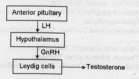 a) A flowchart showing the process of production of testosterone, is given below.   b) Redraw the chart correctly if there are any mistakes.