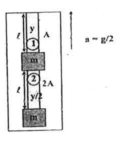 Two block each of mass 'm' are attached with two elastic strings as shown in the figure. Masses of strings are negligible in comparison to block of mass 'm' density of material of each string is rho. The whole system is moving vertically upward with an acceleration a = g/2. It is in equilibrium with respect to elevator.      Ratio of elongation in rod 1 to that of rod 2 will be