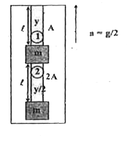 Two block each of mass 'm' are attached with two elastic strings as shown in the figure. Masses of strings are negligible in comparison to block of mass 'm' density of material of each string is rho. The whole system is moving vertically upward with an acceleration a = g/2. It is in equilibrium with respect to elevator.      Ratio of PE stored in string-1 to string-2 in equilibrium is