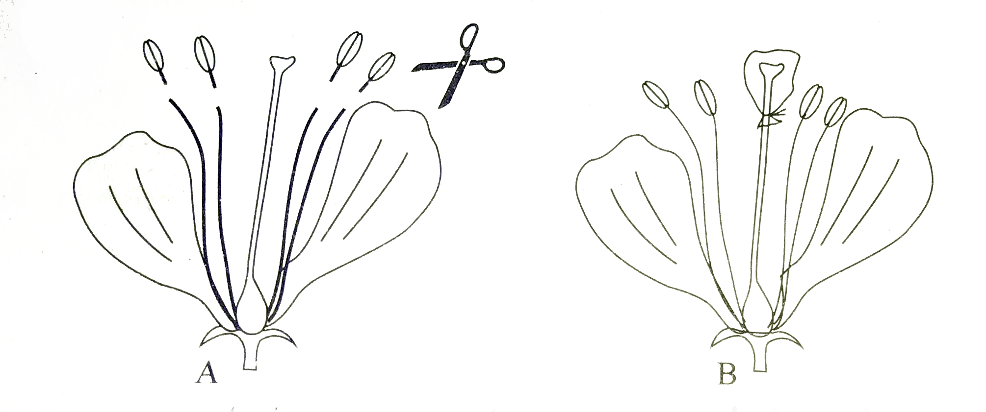 The above picture represents two different process carried out by the plant breeders. Name the process A and B and define them.