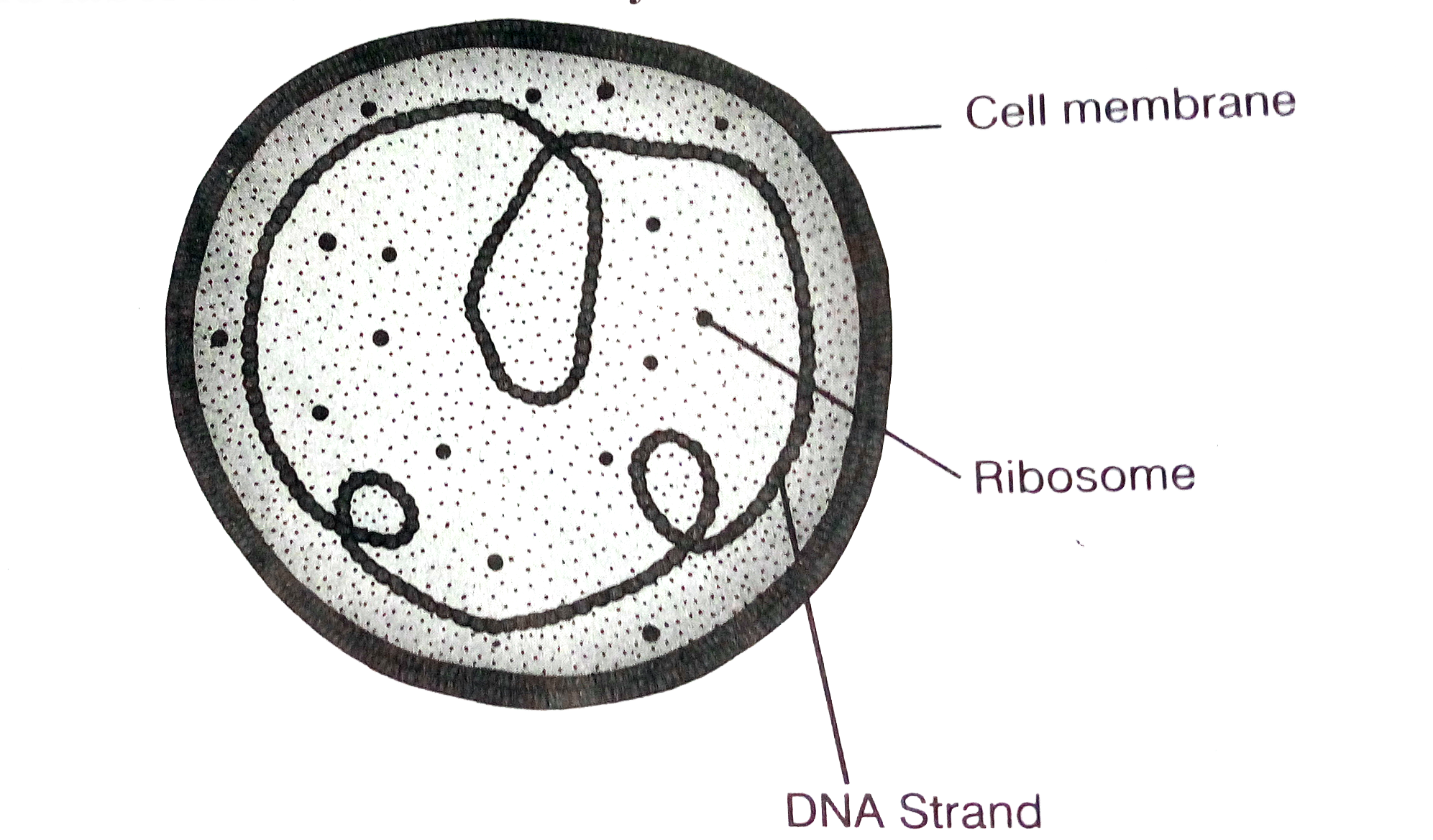mycoplasma structure
