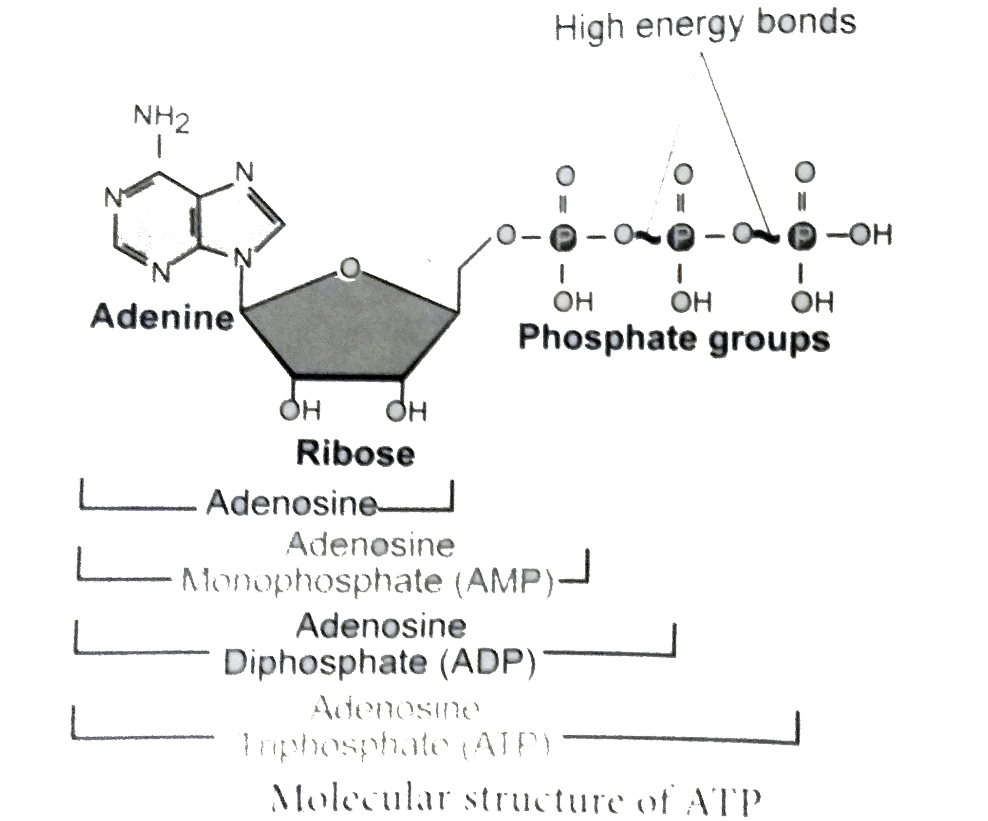 What is structure of ATP? - Quora