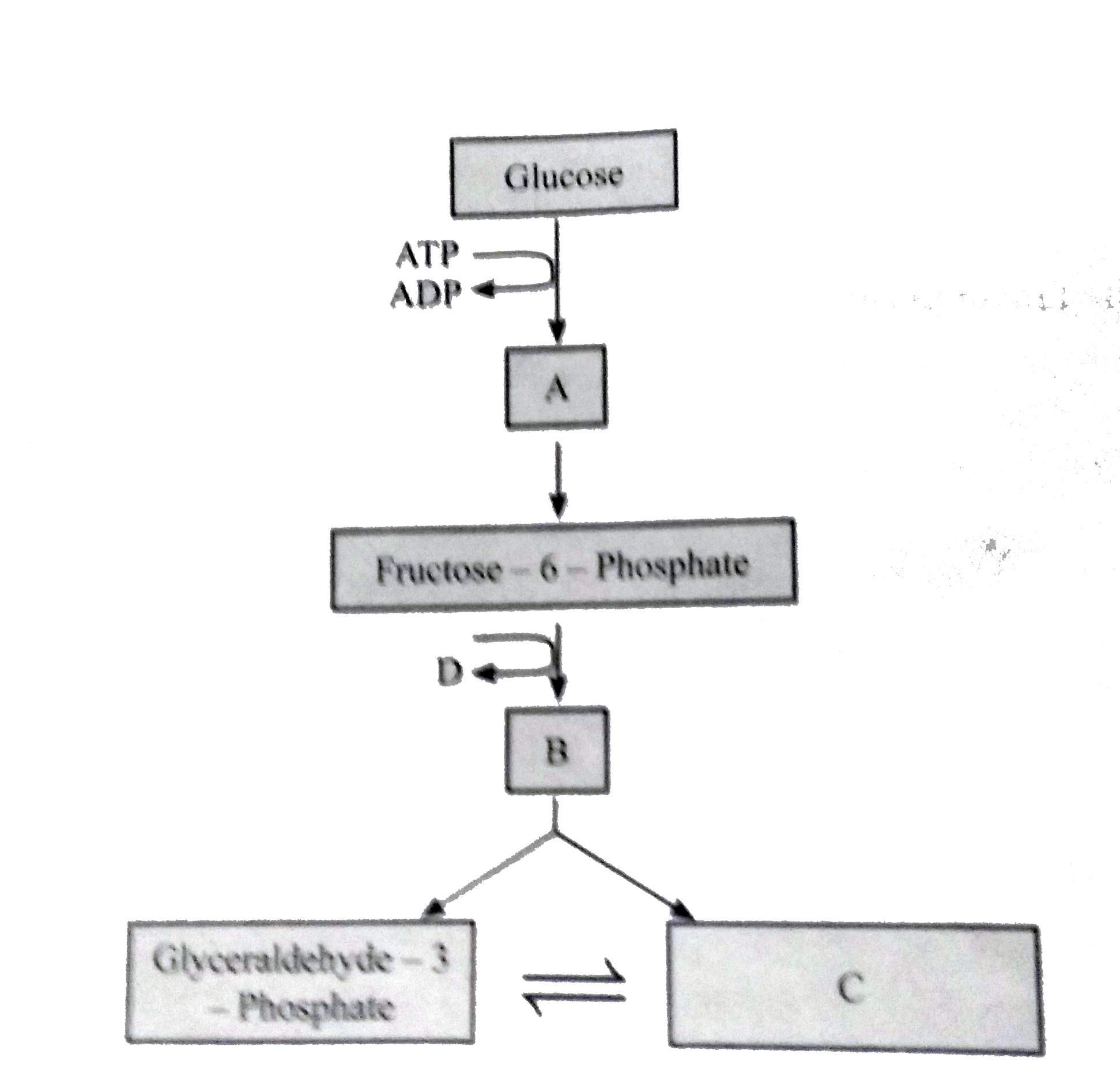 The Flow Chart given below depicts the preparatory phase of glycolysis pathway. Complete it by filling the missing steps A, B, C and also indicate whether ATP is being used up or released at Step D.