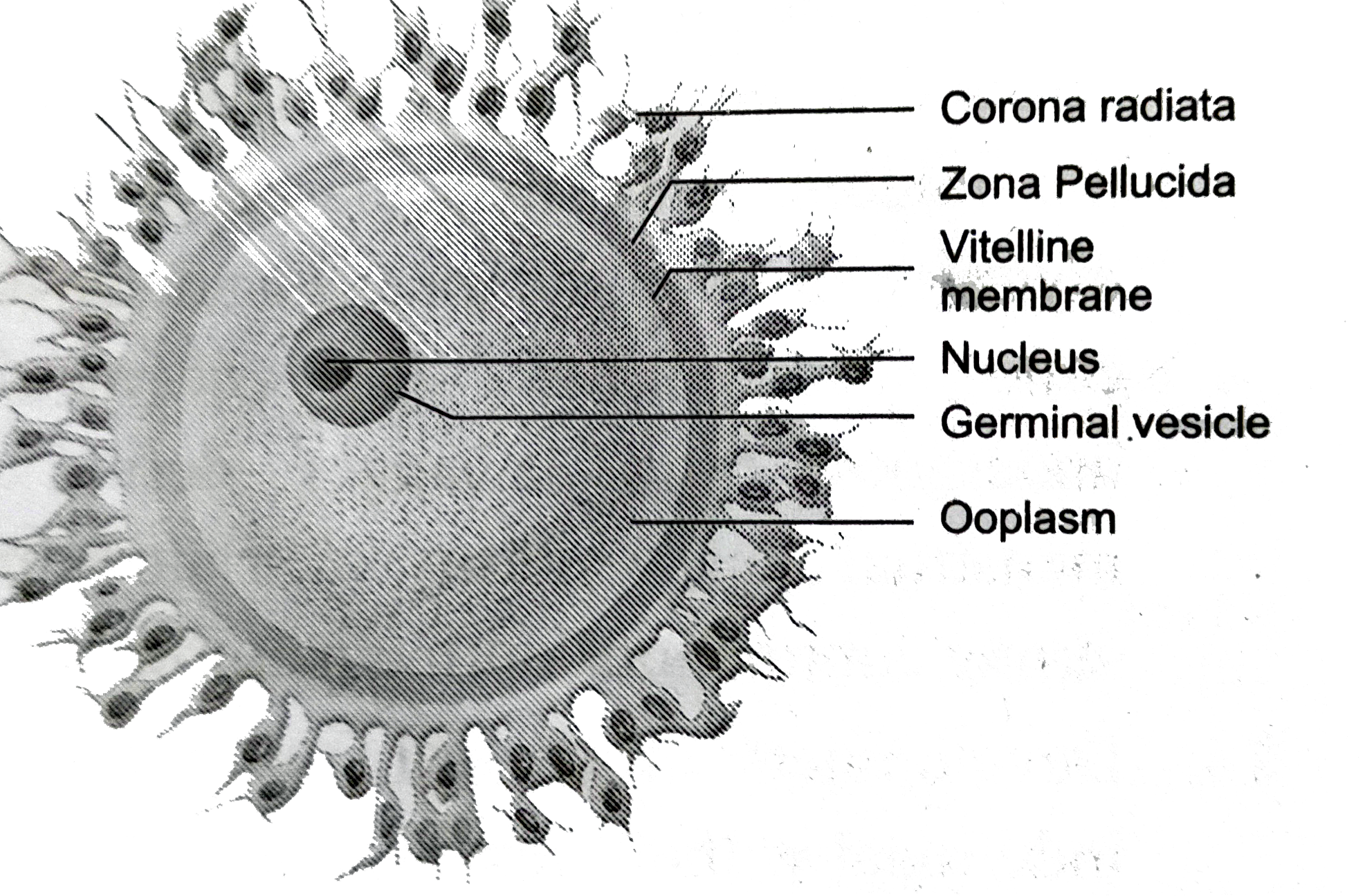 How To Draw Human Ovum How To Draw Human Ovum