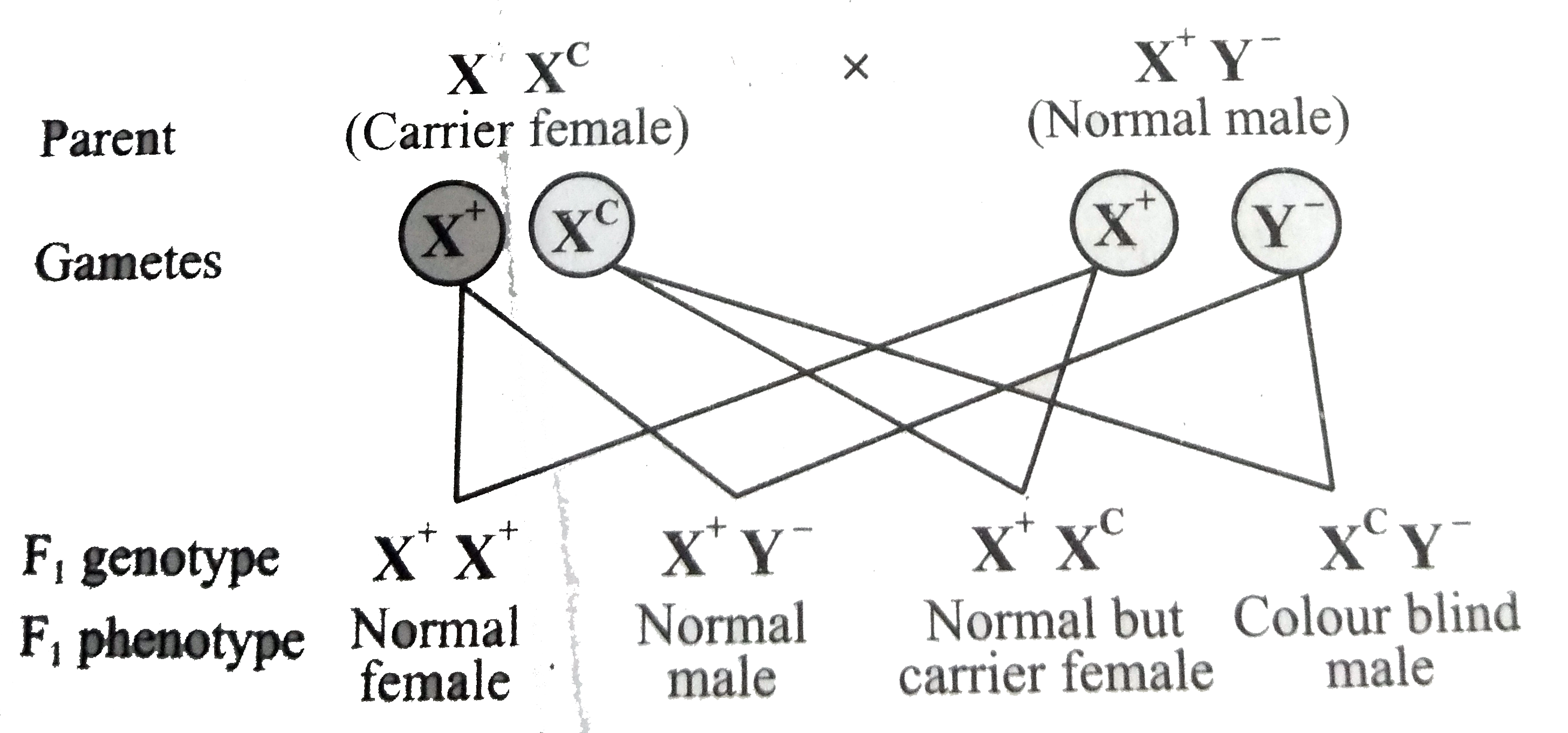 normal-male-genotype