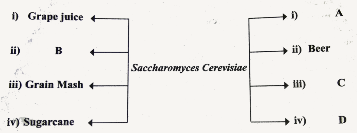 Saccharomyces Cerevisiae is a widely used fungus in making beverages . Considering this complete the table by mentioning the raw material and respective product.