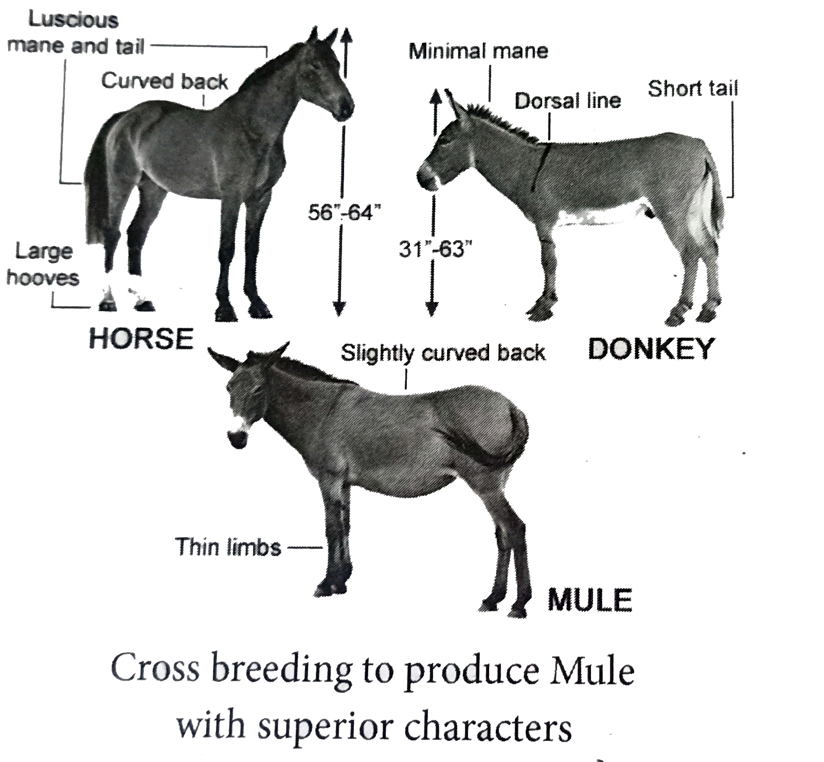 Top 73 + Mating animals of different breeds is called