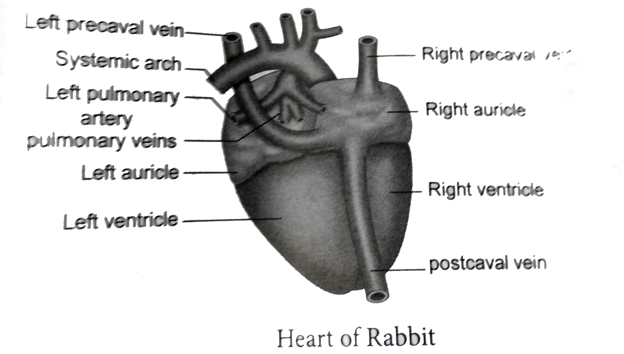 rabbit heart diagram