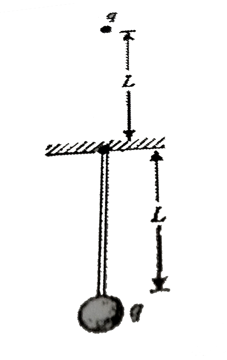 A particle of charge q and mass m is suspended from a point on the wall by a rigid massless rod oflength L =  3//m as shown. Above the point of suspension another particle is clamped which has a charge -q at a distance L .from point of suspension. On slight displacement from the mean position, the suspended particle is observed to executes SHM. Find the time period of SHM. (For calculations consider Kq^(2) = 2mgL^(2) and g = pi^(2)) [4s]