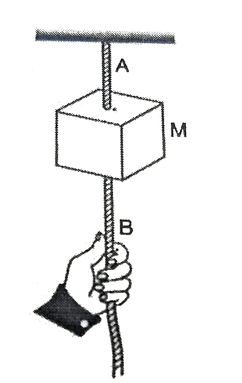 A block of mass M is suspended by a corf A from the ceiling and another cord B is attached to the bottom of the block as shown in Which string will break if we pull the string B   (a) with a sudden jerk,   (b) steadily ?