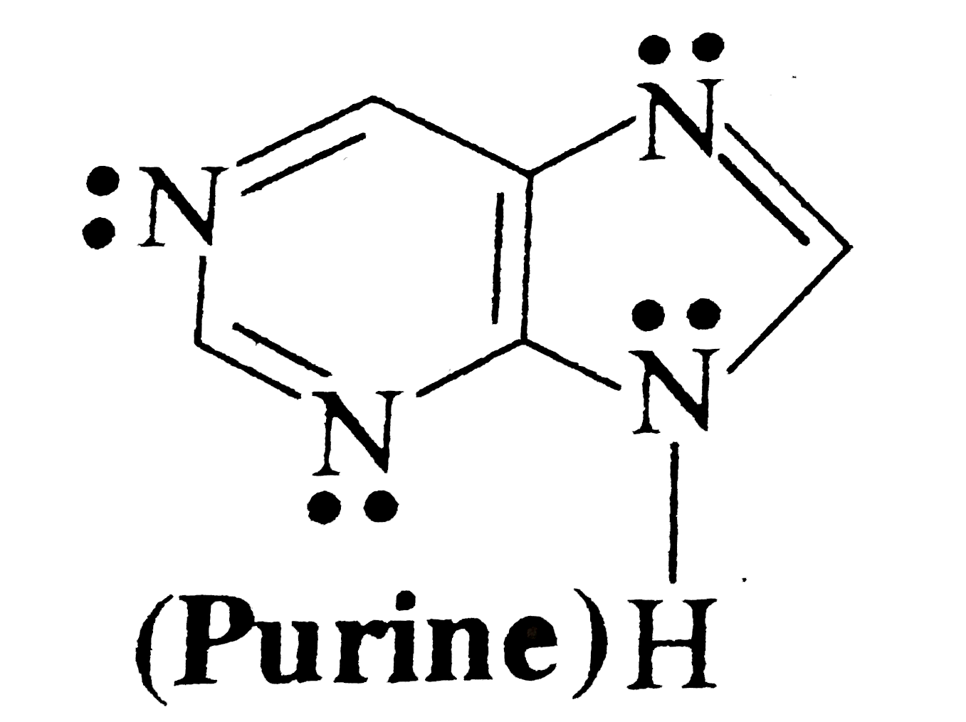 The purine heterocycle occurs mainly in the structure of DNA. Identify number of N atoms having localised lone pair of electron.