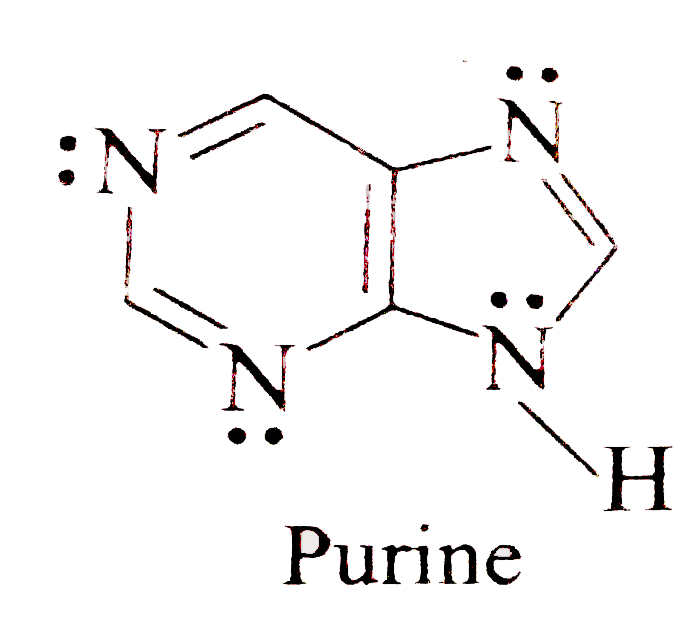 The purine heterocycle occurs commonly in the structure of DNA.   (a) How is each N atom hydridized?   (b) In what type of orbital does each lone pair on a N atom reside?   (c) How many pi electrons does purine contain?   Why is purine aromatic?