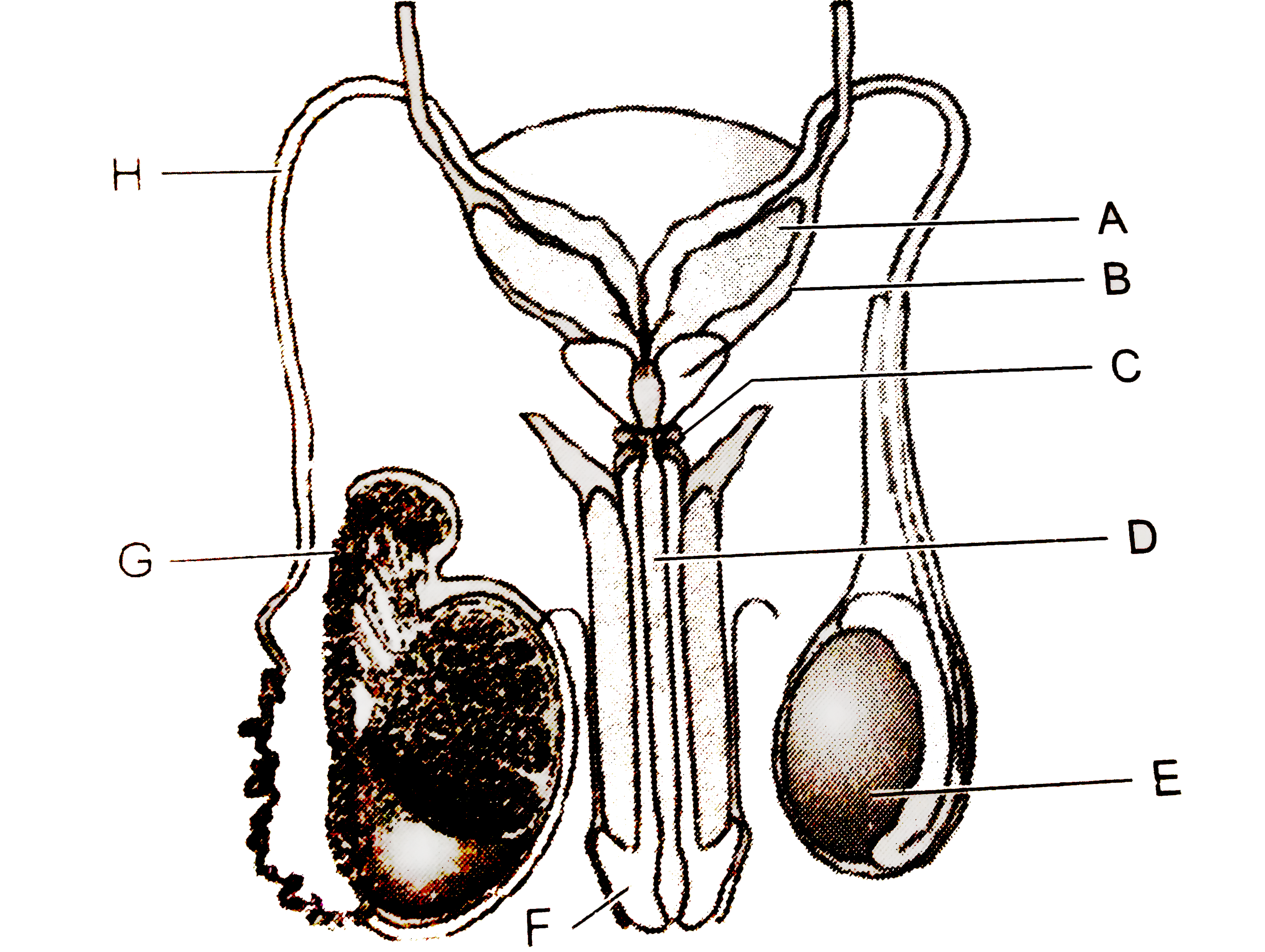 A diagrammatic view of male reproductive system is given below. Identify A to H and select the correct option: