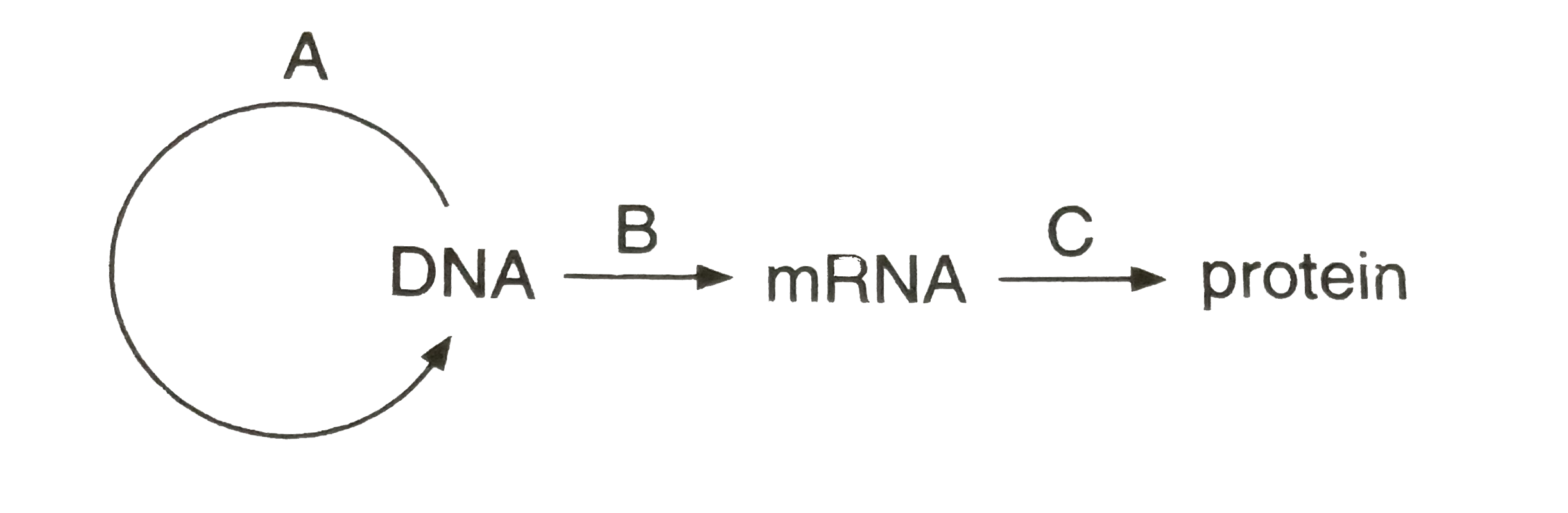 A diagrammatic representation of the central dogma in molecular biology is given below. Identify A, B and C by selecting the correct option :