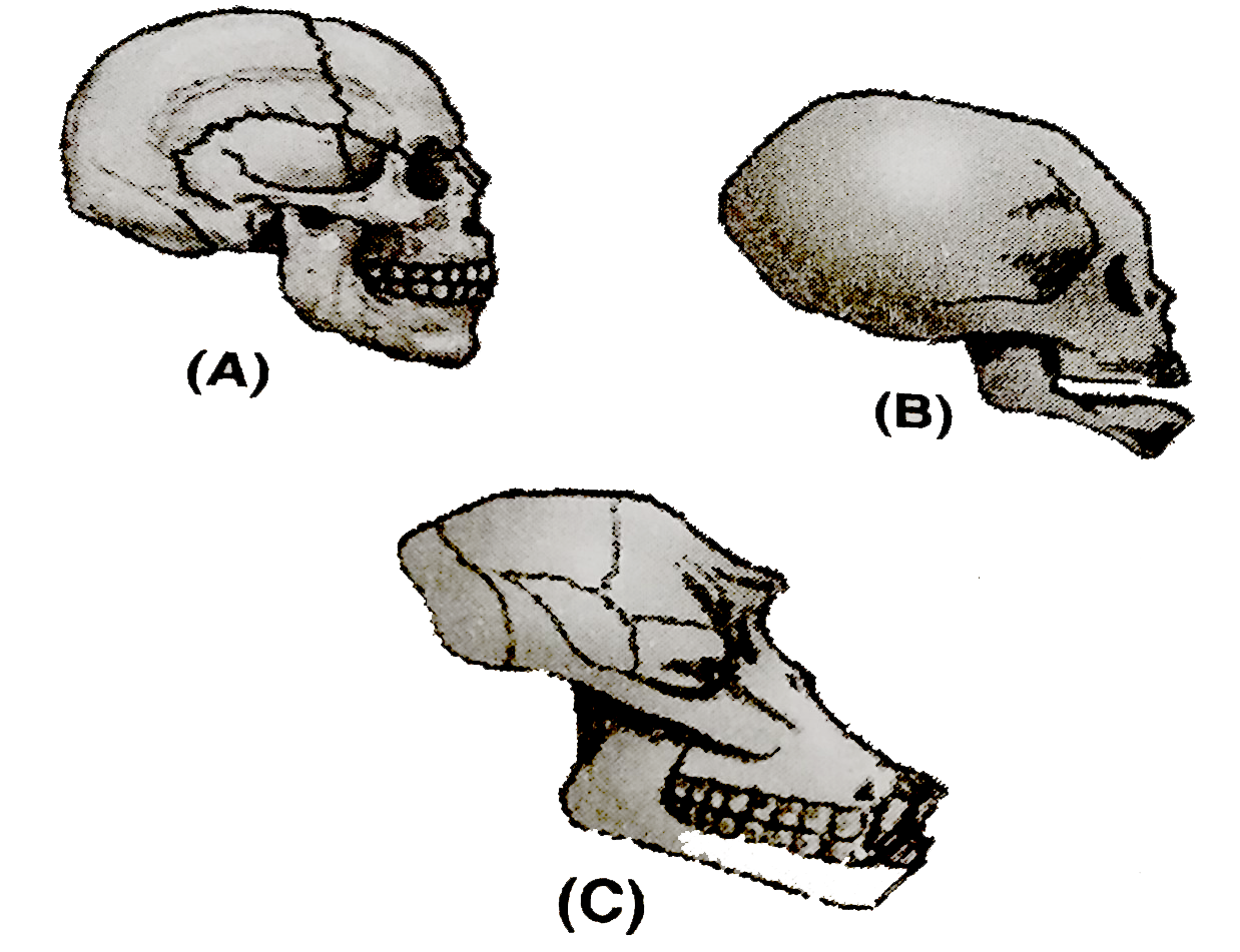 Identify the figures of the skull A to C: