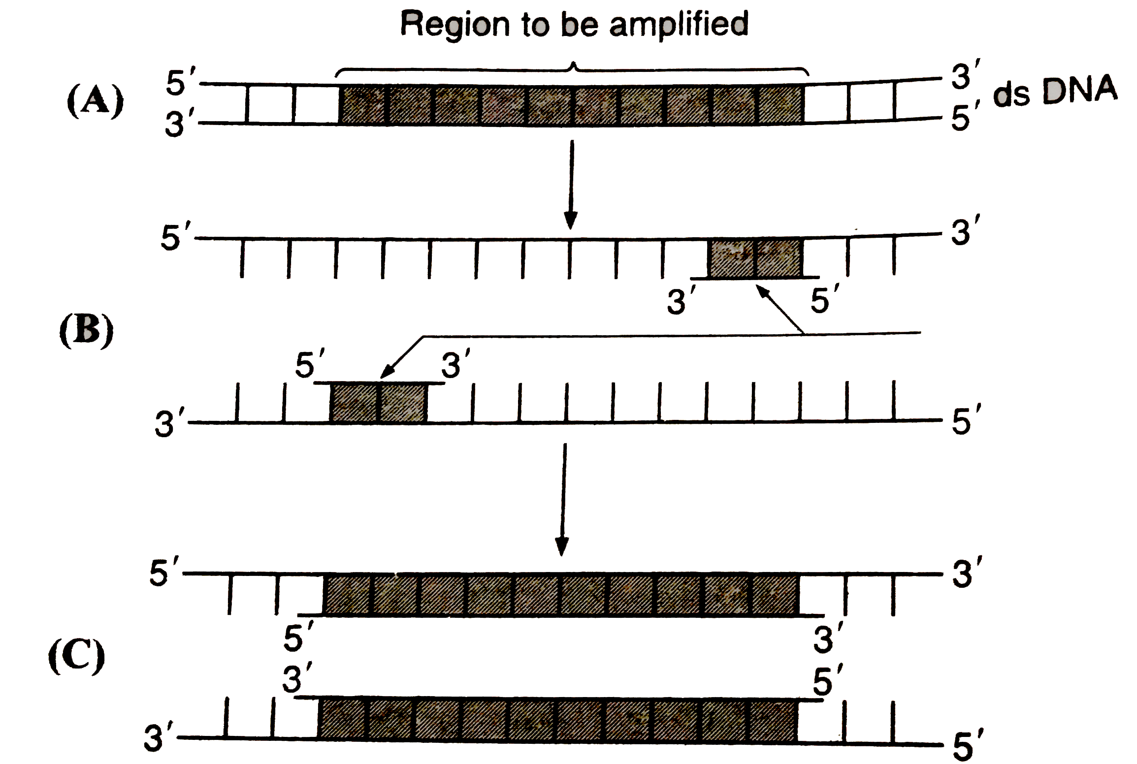 The figures below shows three steps (A,B,C) of polymerase chain reaction (PCR). Select the option giving correct identification together with  what it represents ?