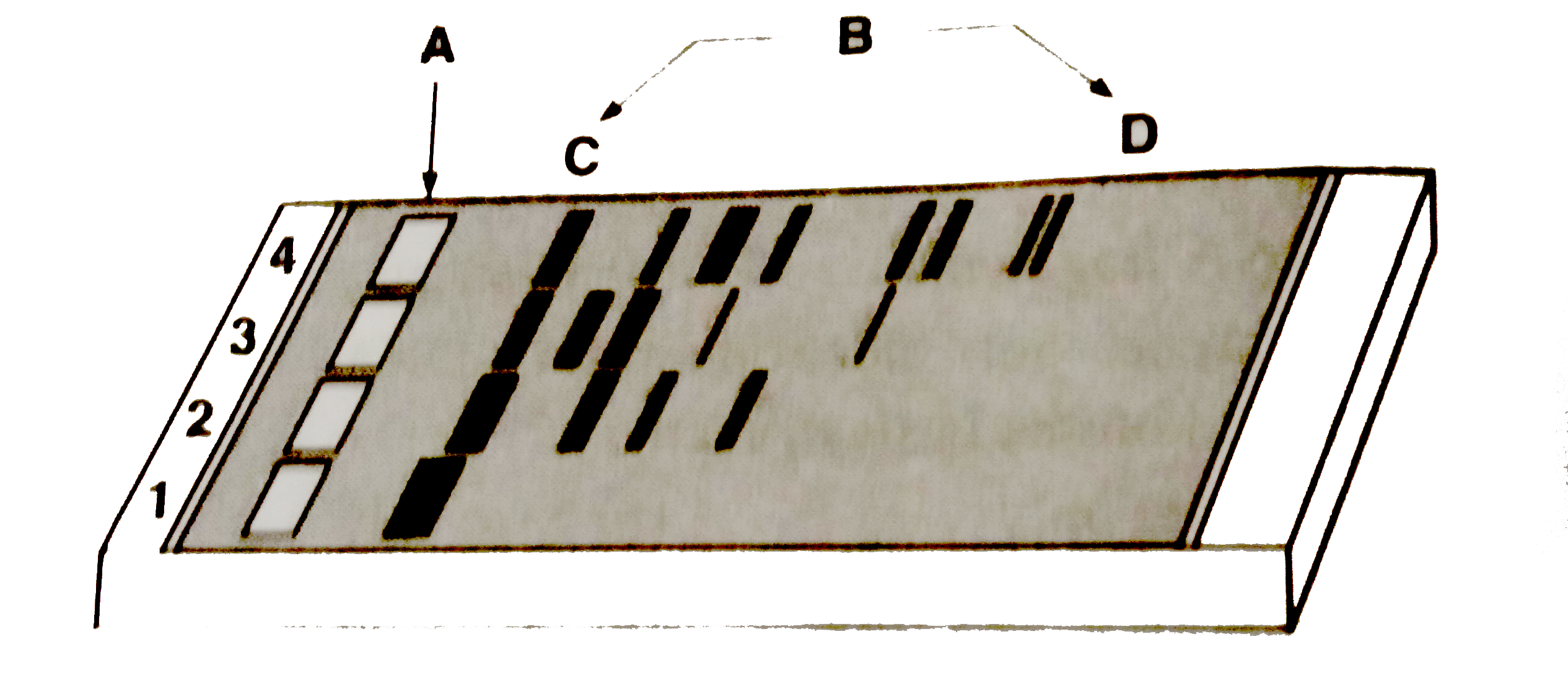 A typical agarose gel electrophoresis showing migration of undigested (lane 1) and digested set DNA fragments (lane 2 to 4) is show below. Identify A, B ,C and D by selecting the option :
