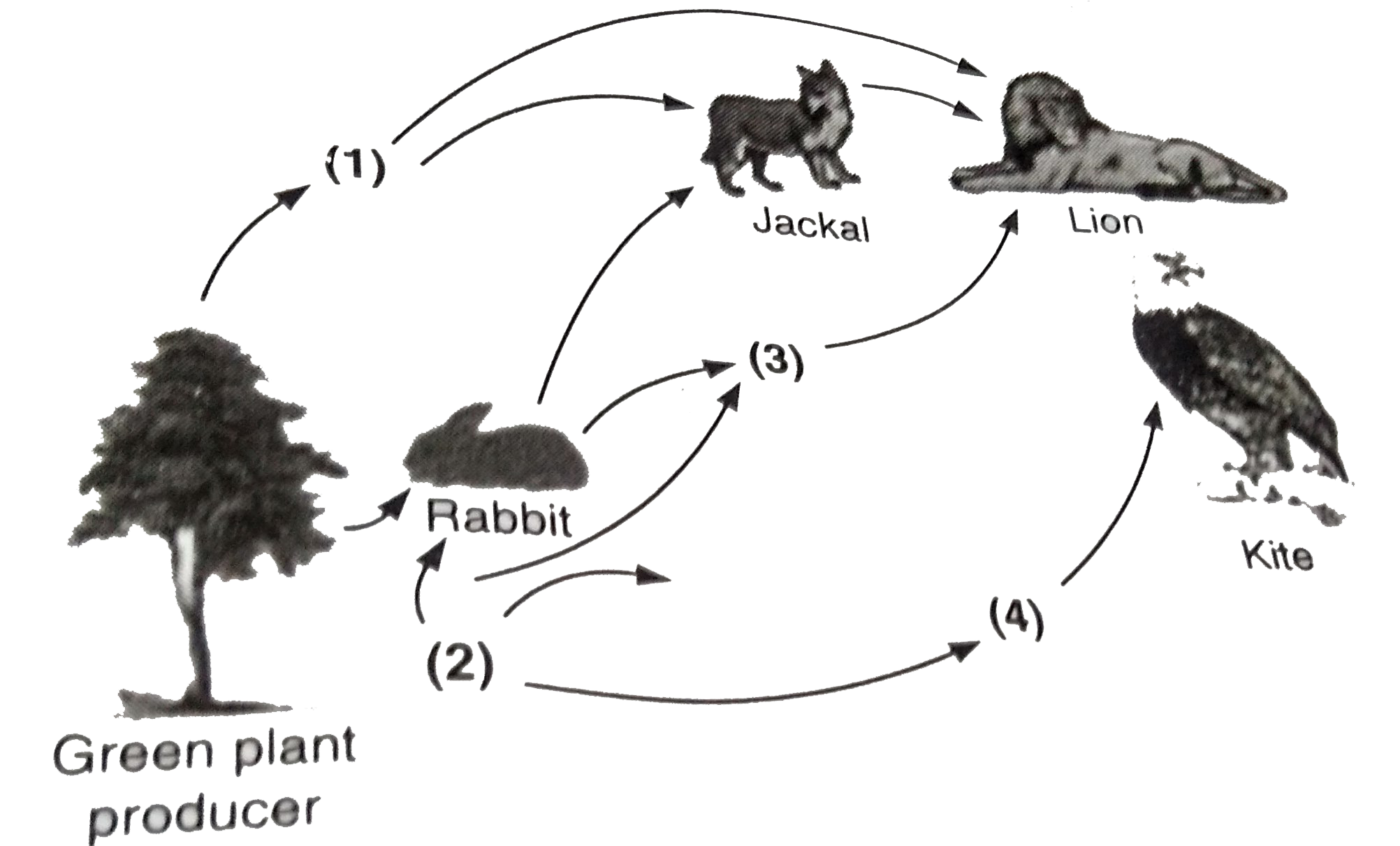 Identify the likely organisms (1), (2), (3) and  (4) in the food web shown below: