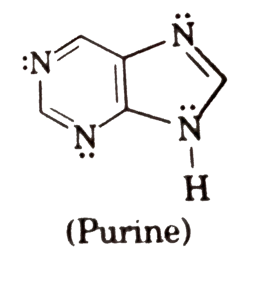 The purine hetrocycle occurs mainly in the structure  of DNA. Identify number of 'N' atoms having  localised lone pair of electron .