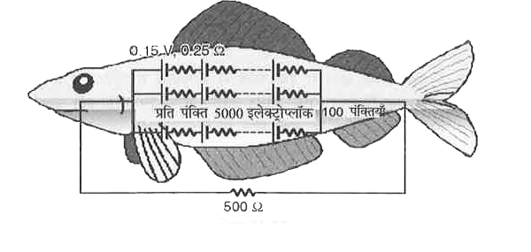 ईल मछलियाँ इलेक्ट्रोप्लॉक नामक  जैविक  सेलों द्वारा विधुत निर्गत  करती हैं।  ईल में इलेक्ट्रोप्लॉक, 100 पंक्तियाँ  में गुँथे होते हैं जिनमें  से प्रत्येक  पंक्ति  में , जो क्षैतिज  रूप से  मछली के शरीर  के अनुदिश  तनी हुई होती है, 5000  इलेक्ट्रोप्लॉक  होते हैं [ चित्र II.55 ] | प्रत्येक  इलेक्ट्रोप्लॉक  का विधुत  वाहक बल 0.15 V और आन्तरिक प्रतिरोध 0.25 Omega होता है।  ईल के इर्द-गिर्द  का पानी इसके सर और पूँछ के बीच के परिपथ  के पूरा करता  है।  यदि इसके इर्द-गिर्द  के पानी का प्रतिरोध 500 Omega  हो, तो ईल मछलियाँ द्वारा  उत्पन्न  धारा लगभग है?