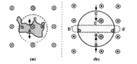 चित्र  में दिखाई परिस्थितियों में लेन्ज का नियम लगाते हुए प्रेरित धारा की दिशा निकालें।   (a) अनियमित आकार की तार वृत्ताकार बढ़ते हुए,   (b) वृत्ताकार  लूप तंग सीधी तार में विरूपित होते हुए।