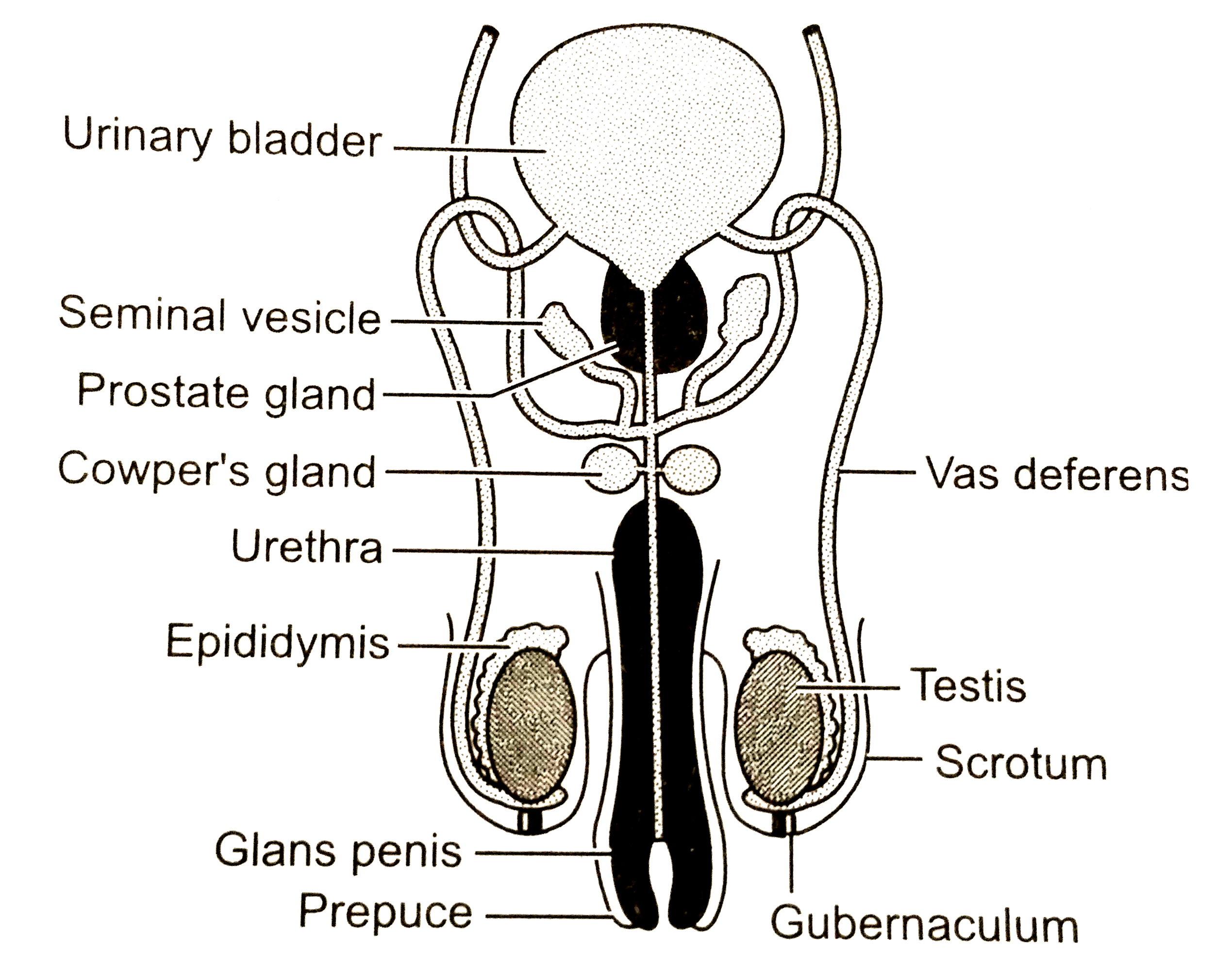 Male reproductive system labeled quizlet