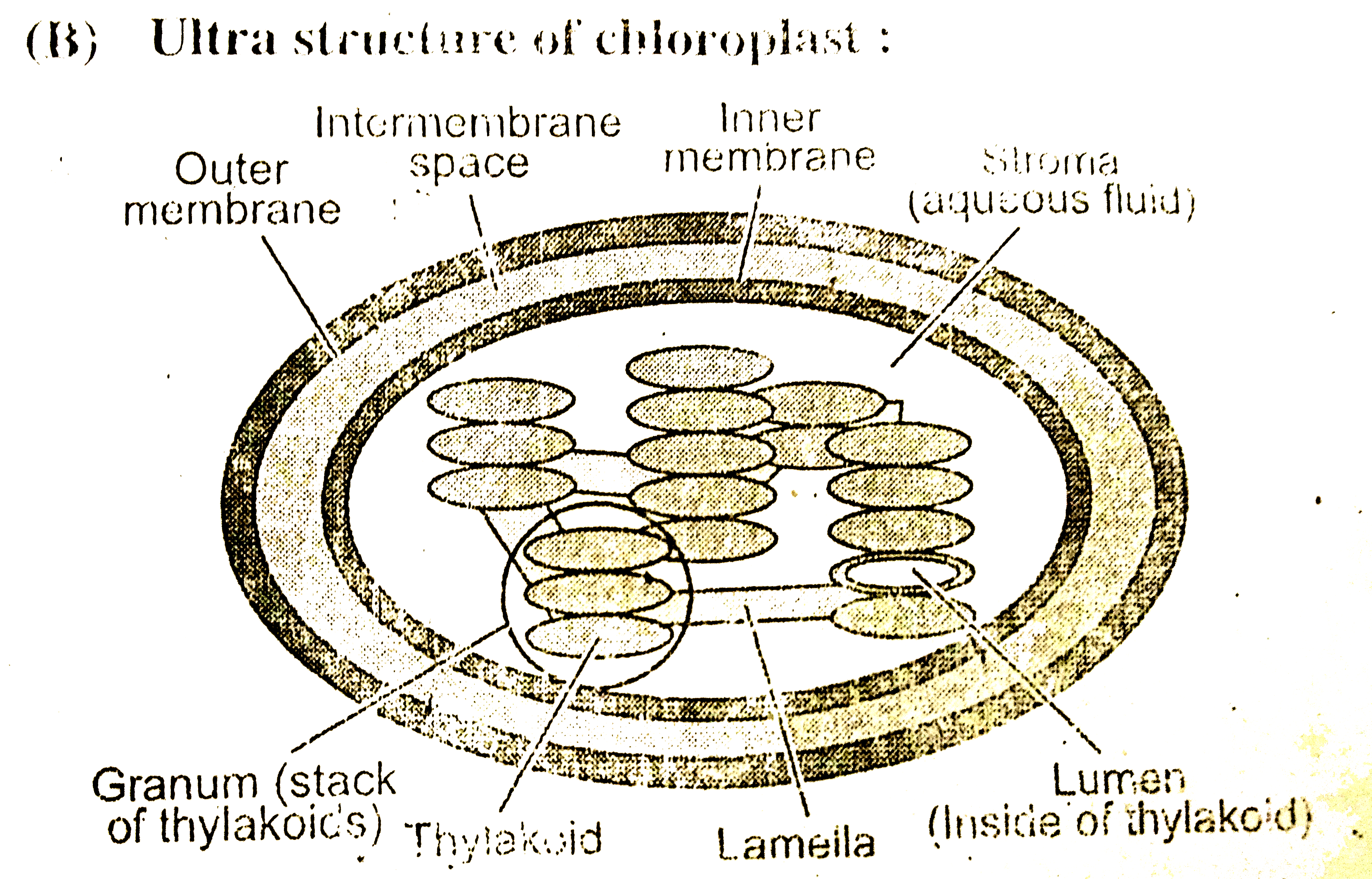 Explain the structure of chloroplast with a neatly labelled sketch   Sarthaks eConnect  Largest Online Education Community