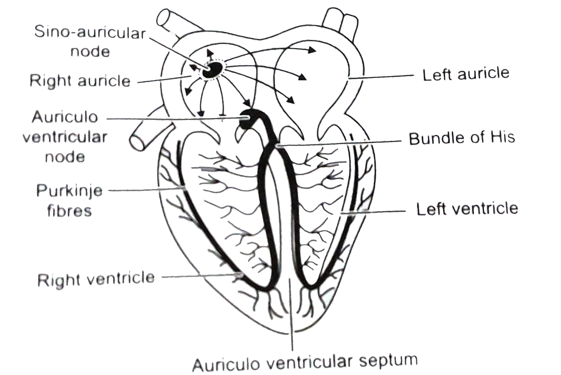 conduction system of the heart black and white
