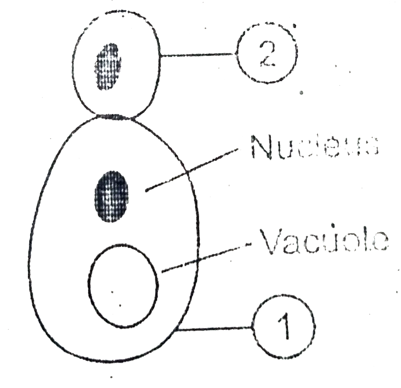 Label is the parts (1) and (2) in budding of yeast cell.