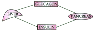 Study the diagram given below and then answer the questions that follow :           State the main function of (1) glucagon, (2) insulin.