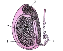 Given below is a diagram of the lateral section of a testis of a man. Study the same and answer the questions that follow :           Label the parts numbered 1 to 4 of the diagram.