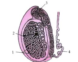 Given below is a diagram of the lateral section of a testis of a man. Study the same and answer the questions that follow :           State the functions of the parts labelled 1 and 3.